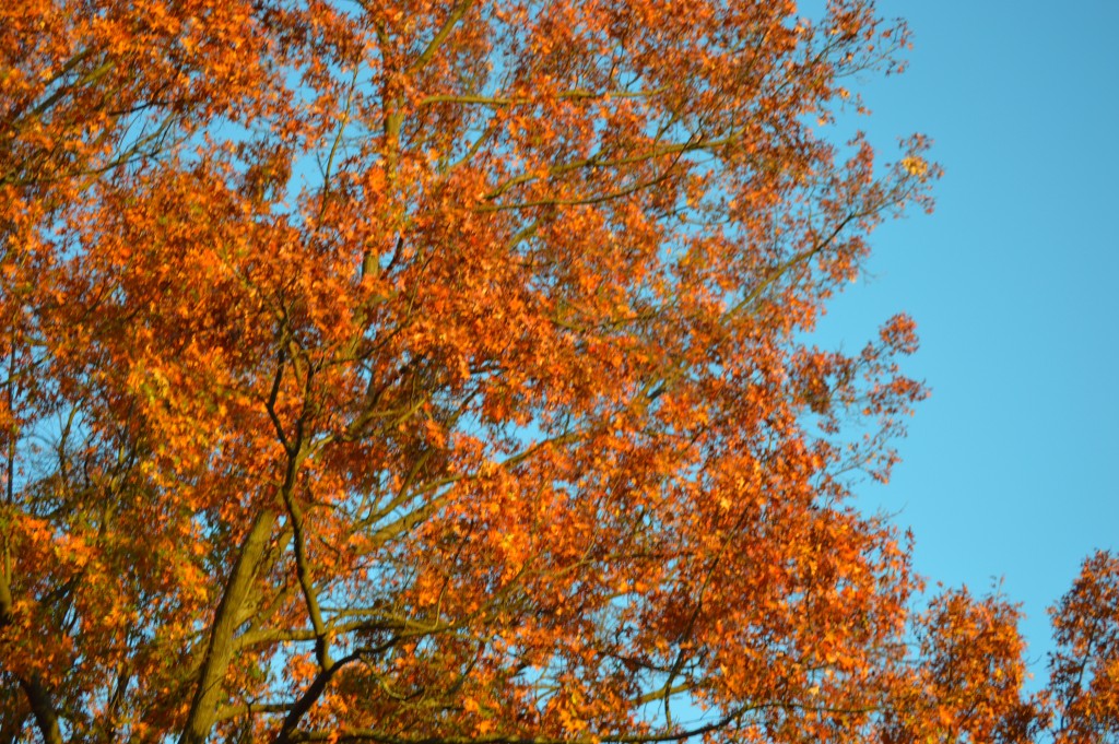 Fall leaves